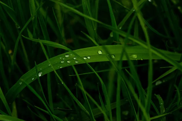 Gouttes Pluie Sur Les Feuilles Herbe Gouttes Pluie Macro Macro — Photo