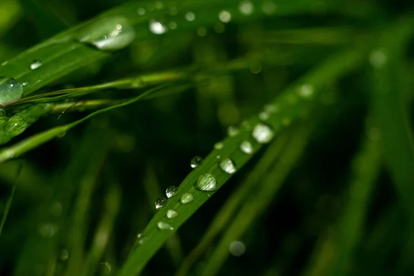 Gouttes Pluie Sur Les Feuilles Herbe Gouttes Pluie Macro Macro — Photo