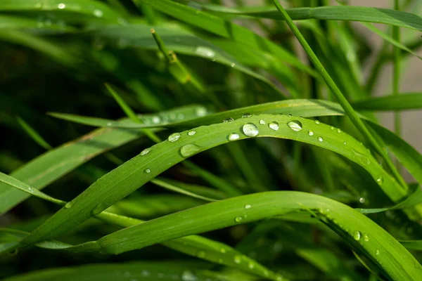 Gotas Lluvia Hojas Hierba Macro Gotas Lluvia Macro Hierba —  Fotos de Stock