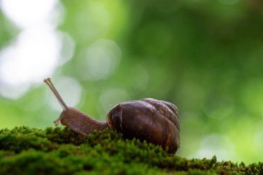 Ağaçtaki salyangoz, makro fotoğraf.