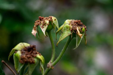 Solmuş gül çiçekleri, düşmüş gül tomurcukları, yapraksız gül tomurcukları