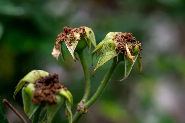 wilted rose flowers, fallen rose buds, rose buds without petals