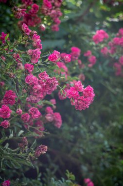 Bir gülün dalları, pembe bir gülün çiçekleri