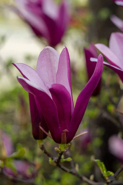 magnolia flowers, purple magnolia, spring flowers