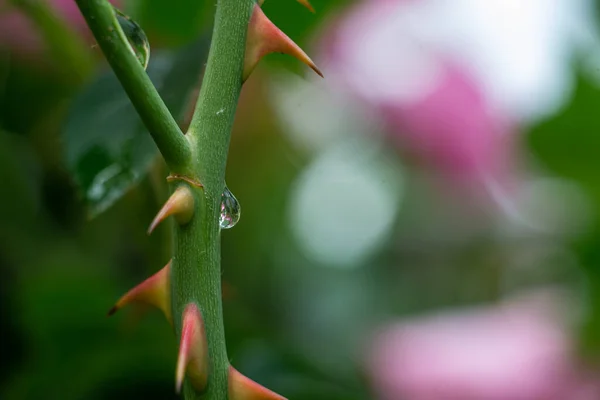Raindrop Rose Thorns Tea Rose Thorns — Stok fotoğraf