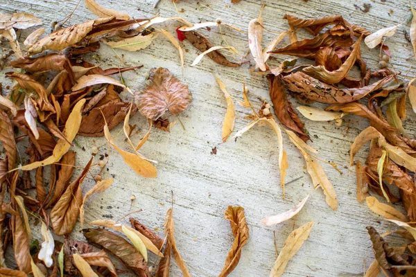 Fallen Linden Seeds Fallen Leaves Dry Tree Leaves — Stockfoto
