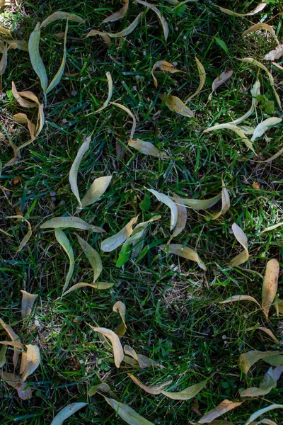Fallen Linden Seeds Green Grass Fallen Leaves Dry Tree Leaves — Stockfoto