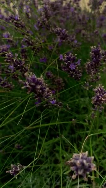 Blooming Garden Lavender Garden Landscape Lavender — Stockvideo