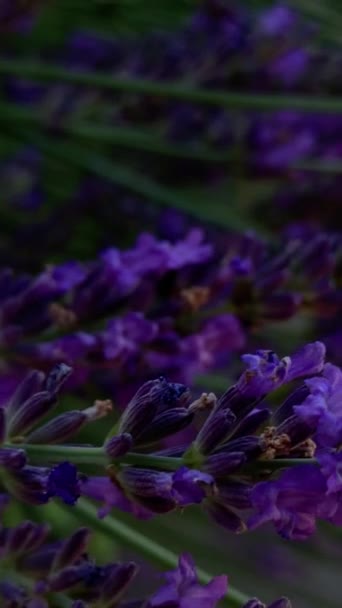 Blooming Garden Lavender Garden Landscape Lavender — 비디오