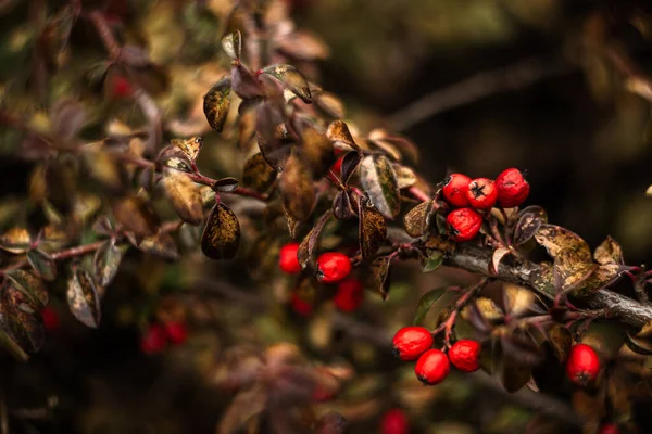 Branches Bush Red Berries Park Natural Blurred Background — ストック写真