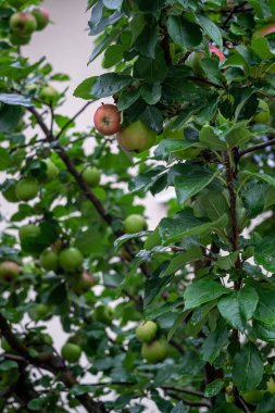 Bahçedeki bir ağacın dallarında olgunlaşmış elmalar.