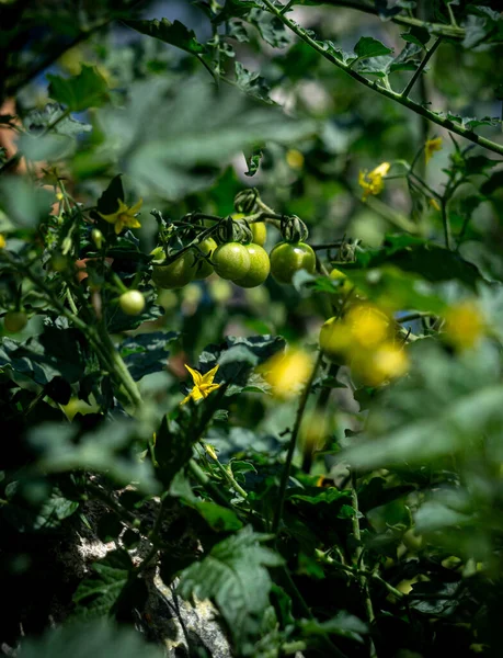 Ripening Tomato Fruits Tomato Season — стоковое фото