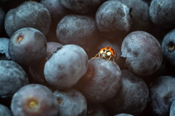 ladybug on fresh blueberries, macro photography of a ladybug and blueberries