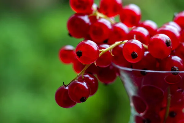 macro shot of crane currant berries in a crystal bowl on a natural background