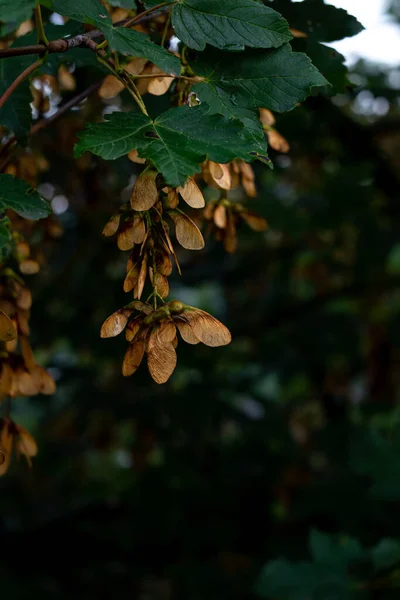Bunches Maple Seeds Tree Branch Blurred Background — Photo