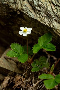 macro shot of blooming white wild strawberry flower under a stone