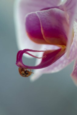 macro shot of a small red ladybug on a pink orchid flower