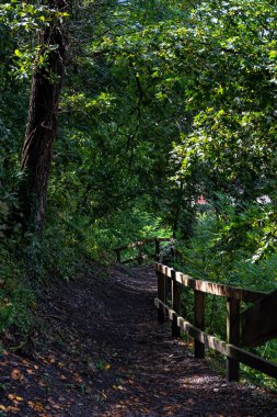 forest path fenced with a fence on a mountainside in early autumn