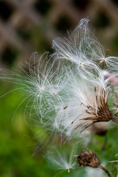 White Fluffy Thistle Seeds Ready Scatter Wind Royaltyfria Stockbilder