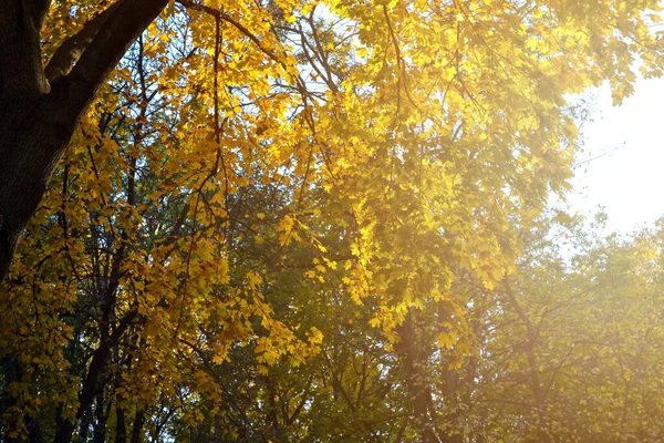 Raggi Del Sole Tramonto Illuminano Foglie Acero Giallo Nel Parco — Foto Stock