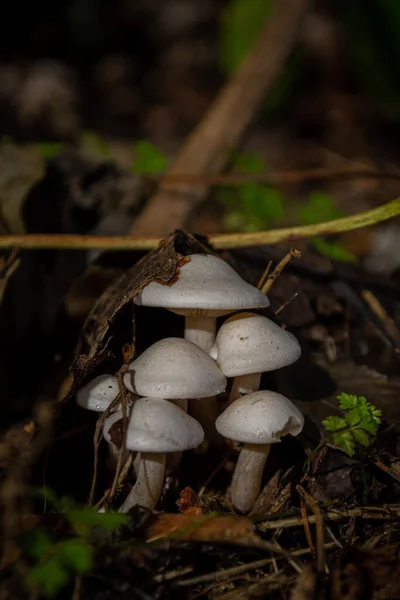 Makro Skott Familj Vita Svampar Bland Bladverk Och Gräs — Stockfoto