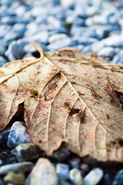 Makro Skott Torra Fallna Lönnlöv Grå Stenar — Stockfoto