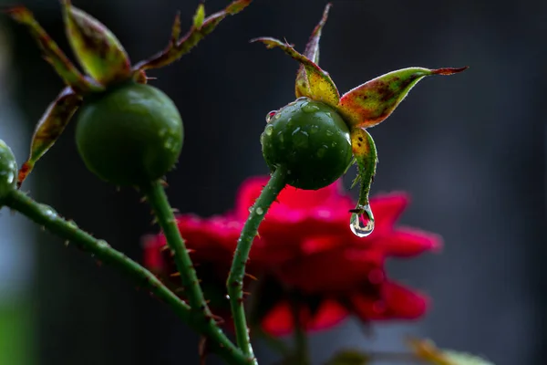 Зелена Нестримна Дика Троянда Краплями Дощу Тлі Квітучої Троянди — стокове фото