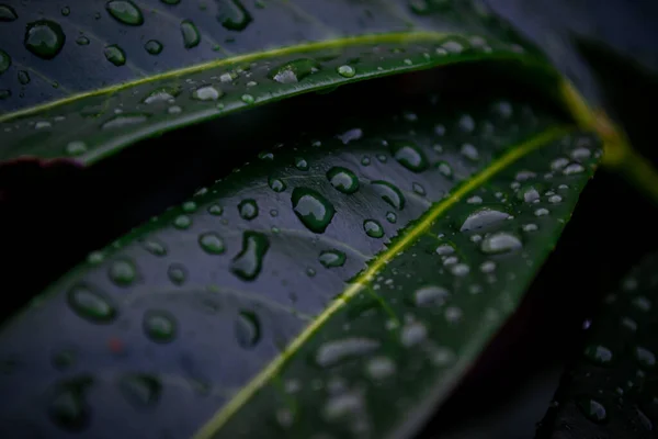 Çalının Yeşil Yapraklarında Yağmur Damlalarının Makro Görüntüsü — Stok fotoğraf