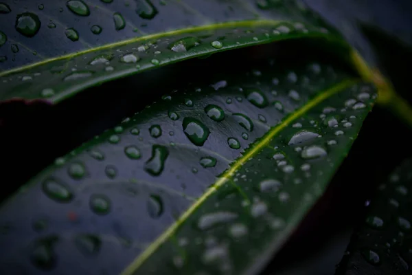 Macro Shot Gouttes Pluie Sur Les Feuilles Vertes Buisson — Photo