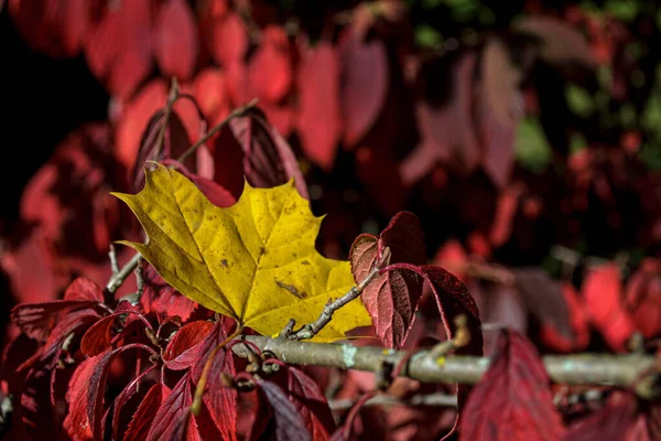 Uma Folha Amarela Bordo Encontra Ramo Arbusto Com Folhas Vermelhas — Fotografia de Stock