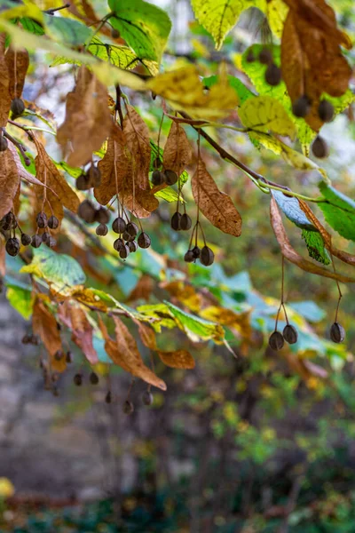 Сухие Семена Липы Висят Ветвях Деревьев Среди Желтых Зеленых Листьев — стоковое фото