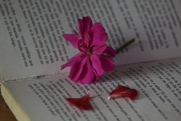 Flowers You Reading — Stock Photo, Image