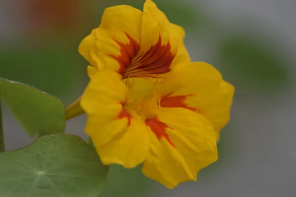 Turuncu Sarı Kapuçina Çiçeği — Stok fotoğraf