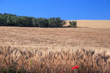 İtalya, Apulia 'da mısır tarlası ve zeytinliği olan bir dağ tepesi..