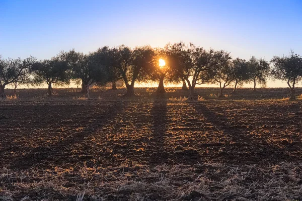 Paesaggio Collinare Con Luce Dell Oliveto All Alba Puglia — Foto Stock