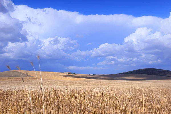 Hilly Landskap Med Vetefält Domineras Moln Apulien Italien — Stockfoto