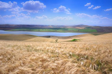 Apulia ve Basilicata arasında: Basentello Gölü (veya Serra del Corvo) güney İtalya 'da Poggiorsini kasabası yakınlarındaki ekili tepelerle çevrilidir..