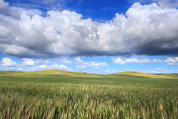 未成熟なトウモロコシ畑と丘陵地の風景 プーリア州の雲によって支配 イタリア 背景の農場や農家では — ストック写真