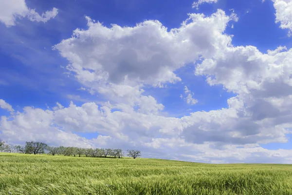 プーリア州とバジリカータ州の間 イタリアの緑のトウモロコシ畑と丘陵地の風景 — ストック写真