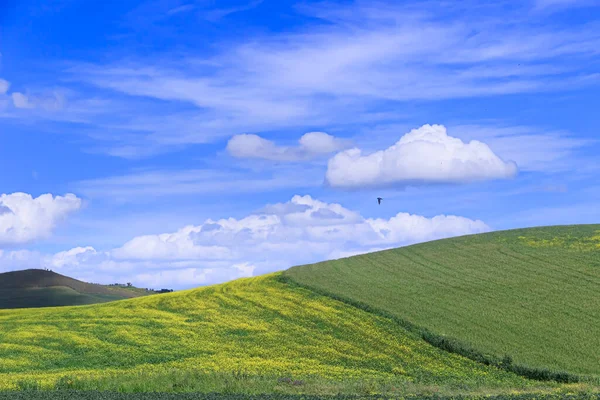 풍경입니다 잔디와 필드에서 하늘과 이탈리아 아풀리아 수평선 — 스톡 사진