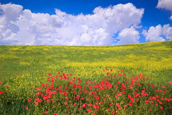 Frühling Mohn Einem Feld Aus Gelben Blumen Das Vom Himmel — Stockfoto