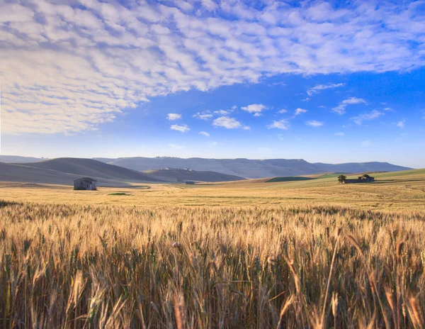 Сільське Літо Між Апулією Базилікатою Пшеничне Поле Світанку Італії — стокове фото