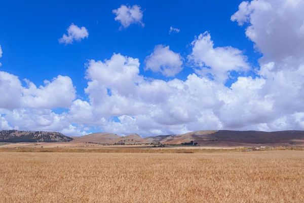 Pšeničné Pole Mraky Apulii Itálii Pozadí Farmy Murge Plošina — Stock fotografie