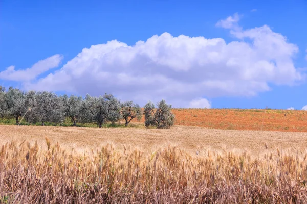 イタリア プーリア州のトウモロコシ畑とオリーブ畑のある丘陵地帯 — ストック写真