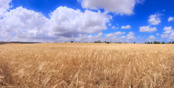Golden Wheat Field Blue Sky Clouds Alta Murgia National Park — 스톡 사진