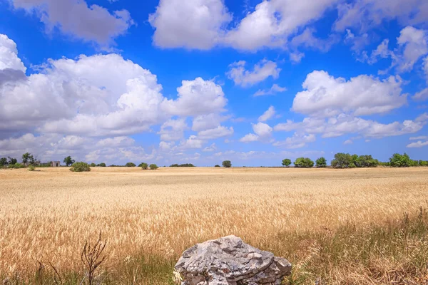 Golden Wheat Field Blue Sky Clouds Alta Murgia National Park — 스톡 사진