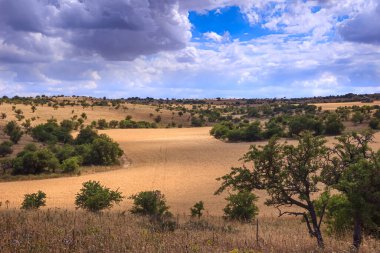 Golden wheat field and blue sky with clouds. Alta Murgia National Park: hilly landscape with field of cereal in Apulia, Italy.