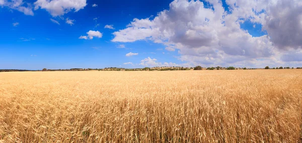 Golden Wheat Field Blue Sky Clouds Alta Murgia National Park — Stockfoto