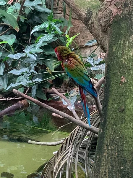 Bird sitting on its perch