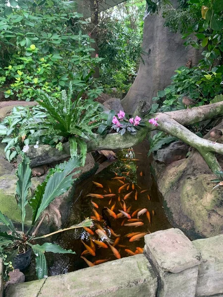 Fish swimming under the flowers